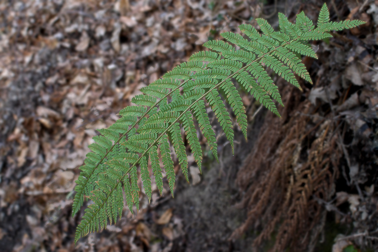 Polystichum cfr. x bicknellii